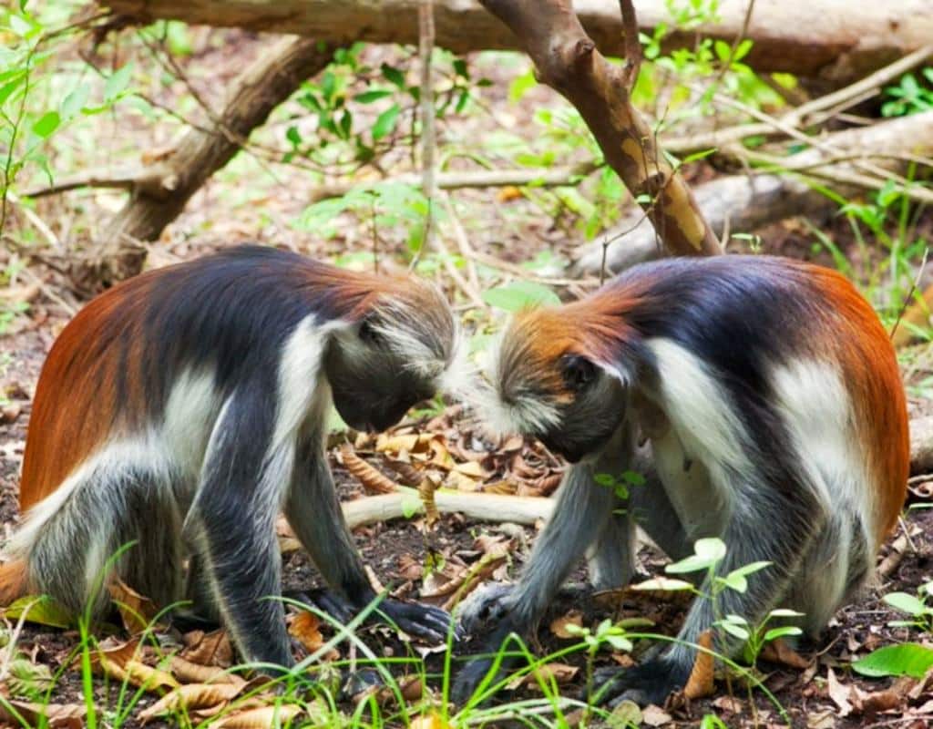 Zanzibar’s Red Colobus & Mangrove Sanctuary