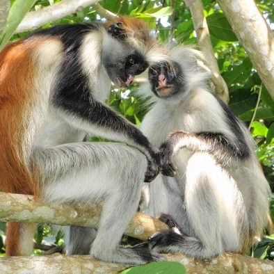 Day 1 - Day 1: The Heart of Jozani Forest